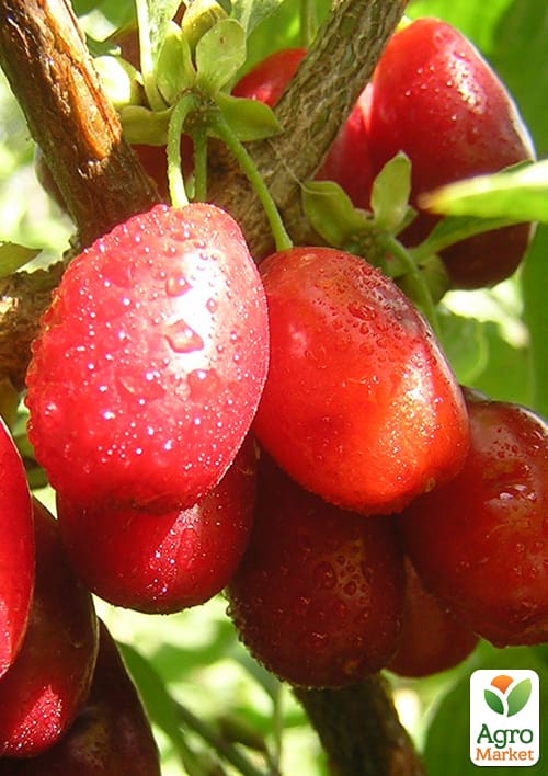 Кизил "Елена"