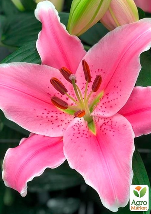 Лілія Горщикова "Little Marble" - фото 2