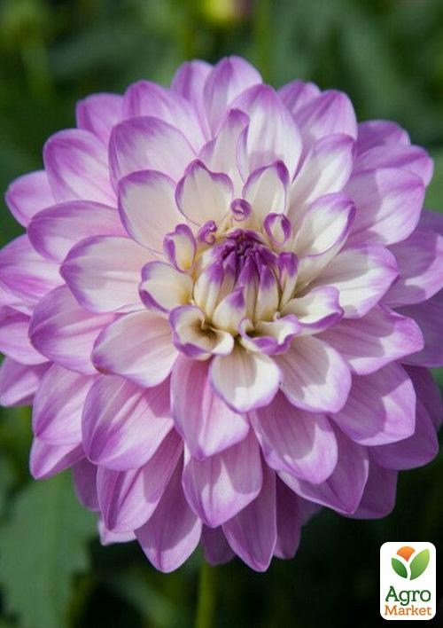 Жоржина «Blue Wish»