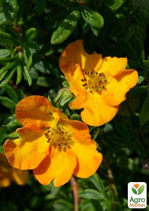 Лапчатка Кустарниковая "Tangerine" - фото 2