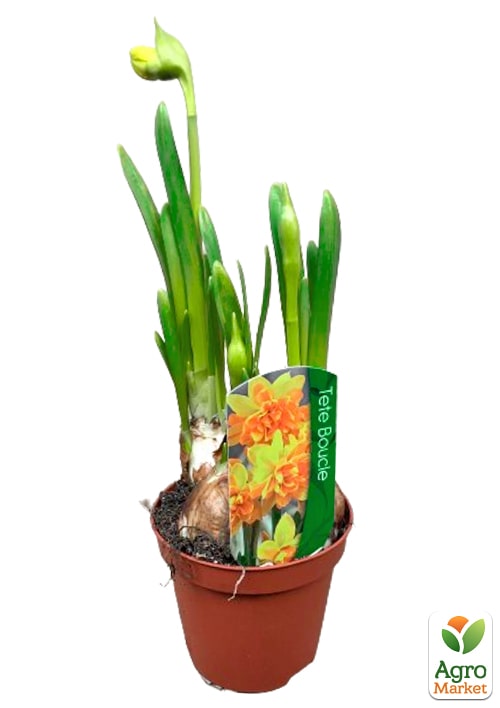 Нарцис "Tete Boucle" укорінений - фото 8