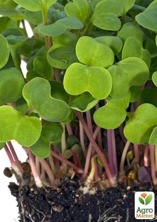 Микрозелень "Редис" (в банке) ТМ "Твоя Зеленая Весна" 20г - фото 4