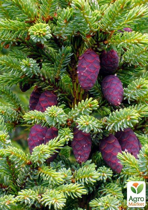 Ель Вильсона "Picea Wilsonii" (горшок P9) - фото 5