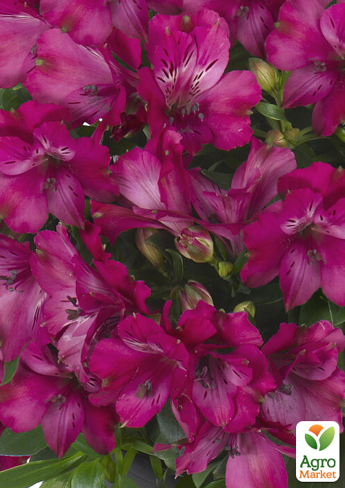 Альстромерия inticancha Patio "Machu" (выращено in-vitro) С1,5 - фото 2