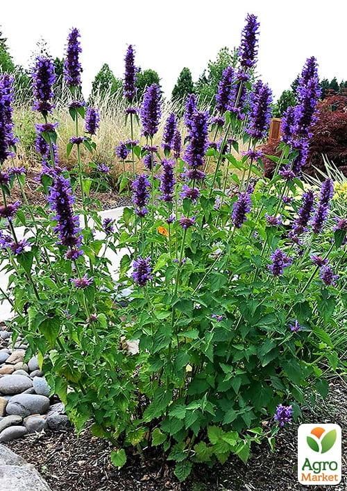 Лофант анисовый ТМ "Весна" 100г