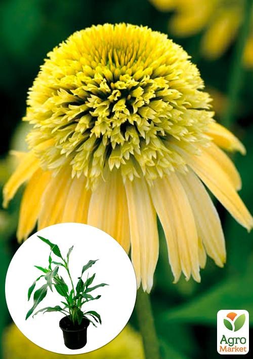 Эхинацея "Eccentric Yellow"