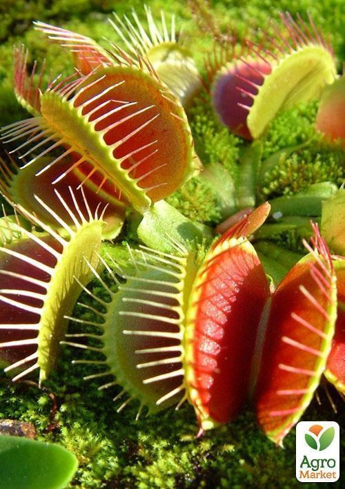 Мухоловка "Хантер" ТМ "Vesna Exclusive" 5шт