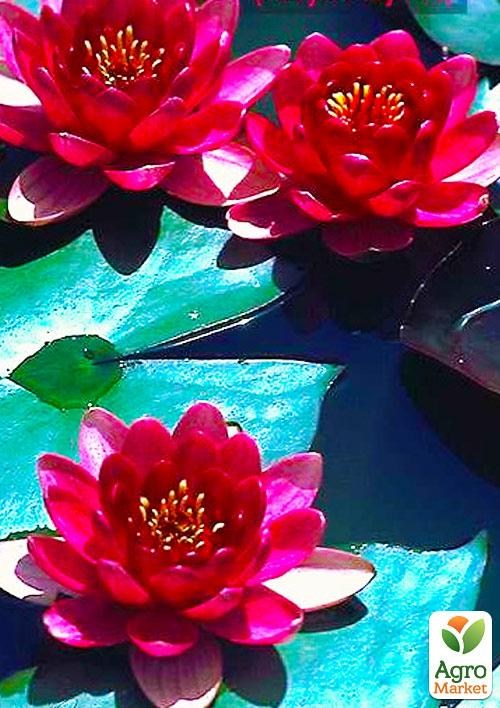 Нимфея "Perry`s Baby Red" - фото 2