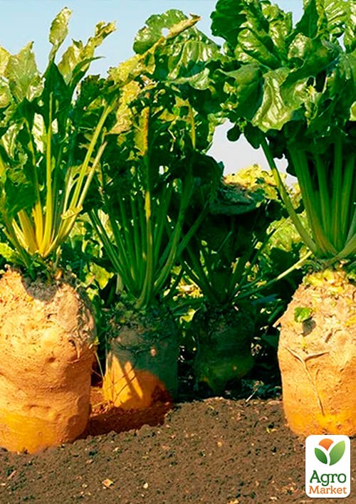 На вагу Буряк кормовий "Центаур Полі" ТМ "Весна" ціна за 15г - фото 2