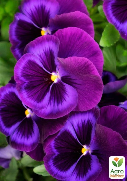 Віола Віттрока "Барон Бузковий" ТМ "Vesna Exclusive" 5шт - фото 2