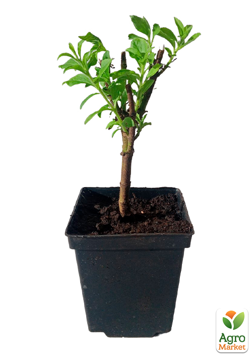 Стевія "Медова трава" саджанець - фото 3