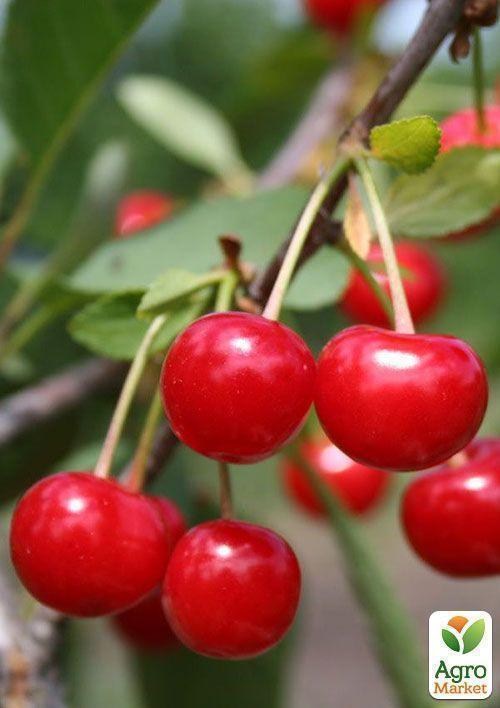 Вишня "Ранній десерт" (літній сорт, ранній термін дозрівання) - фото 2