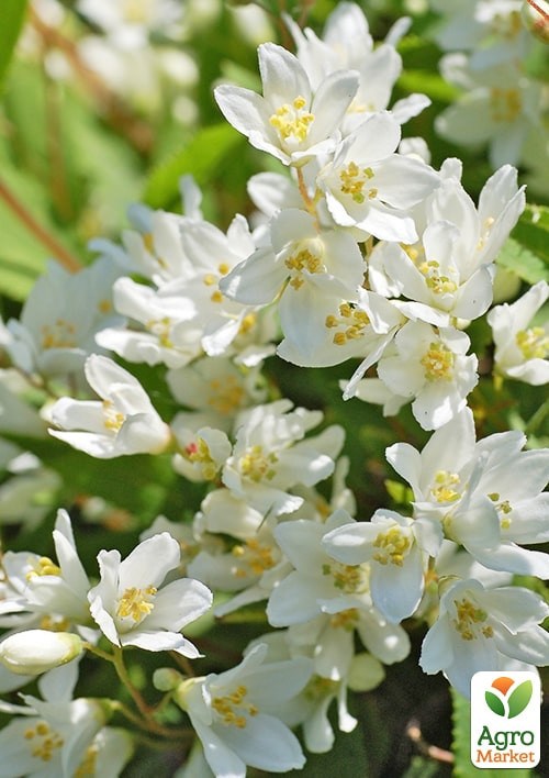 Дейция изящная "Nikko" 