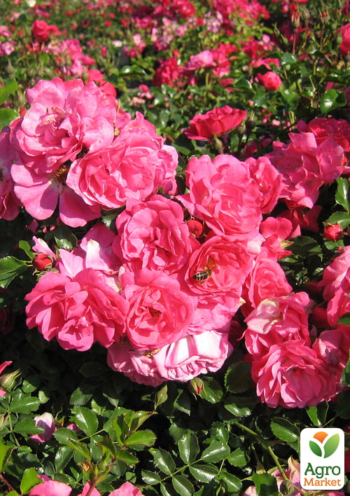 Роза почвопокровная "Хайдетраум" в контейнере, высший сорт - фото 2