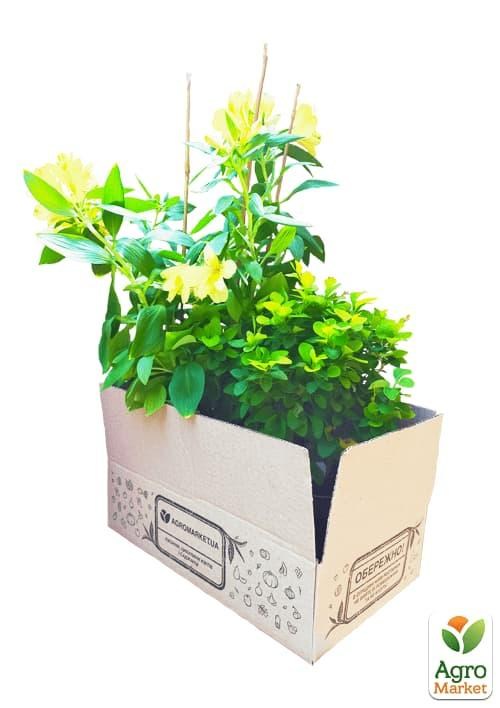 Альстромерия (перуанская лилия) "Summer Sky" С2 высота 30-60см - фото 3