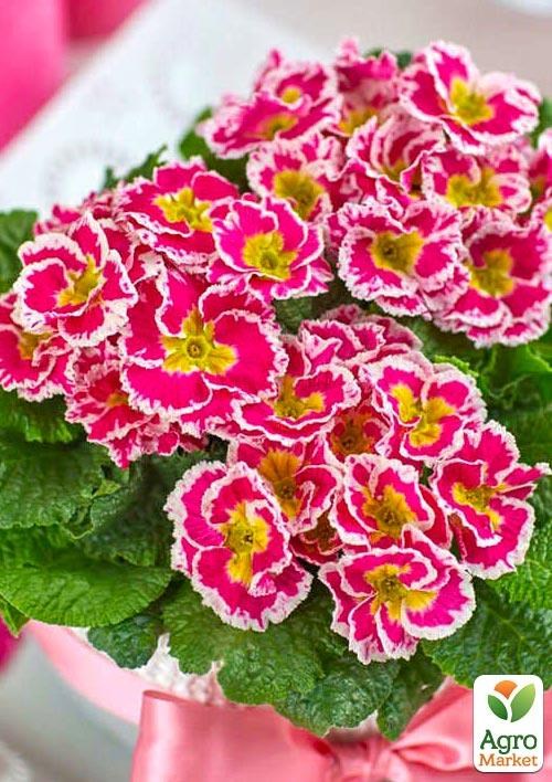 Примула первоцвет "Sweetie" 