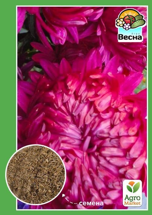Астра "Пионовидная красная" ТМ "Весна" 0.2г