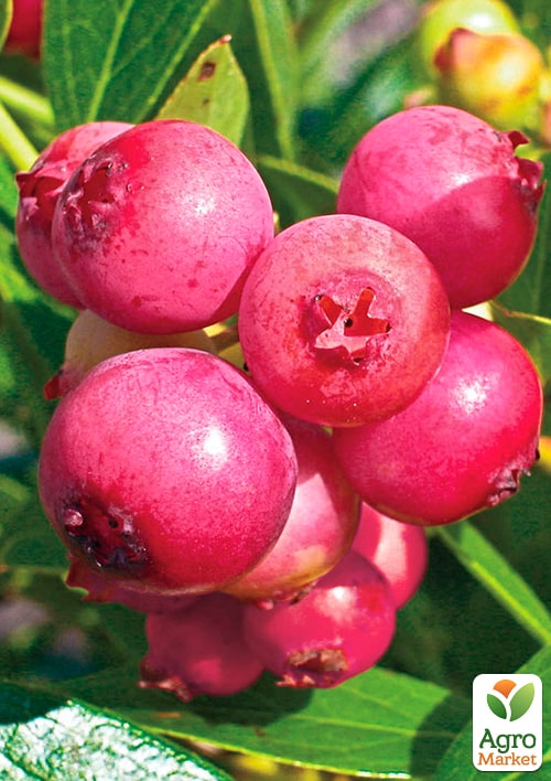 Голубика (черника садовая) 2 года "Пинк Лимонад" (Pink Iemonade) С1.5  высота 40-50см