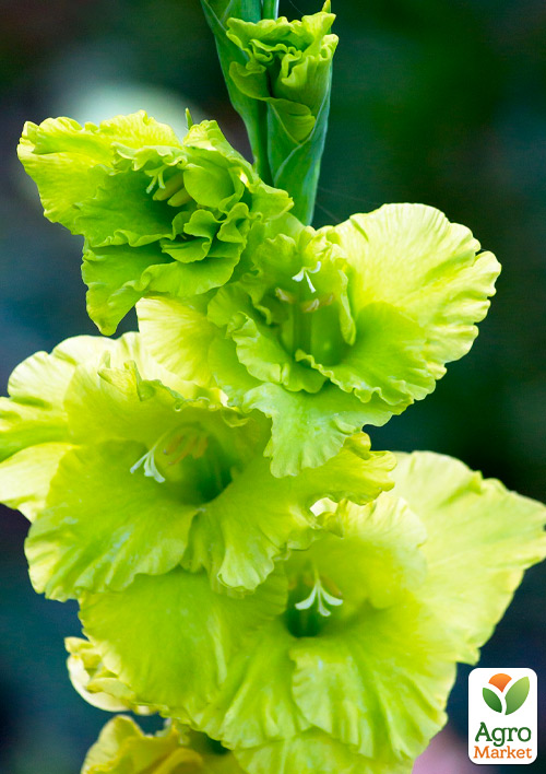 Гладіолус "Evergreen" 3шт