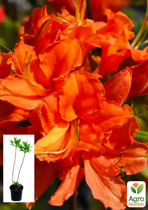 Азалия 2-х летняя "Mandarin Lights" С1 высота 25-50см
