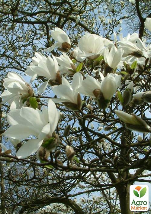 Магнолия "Cobus"