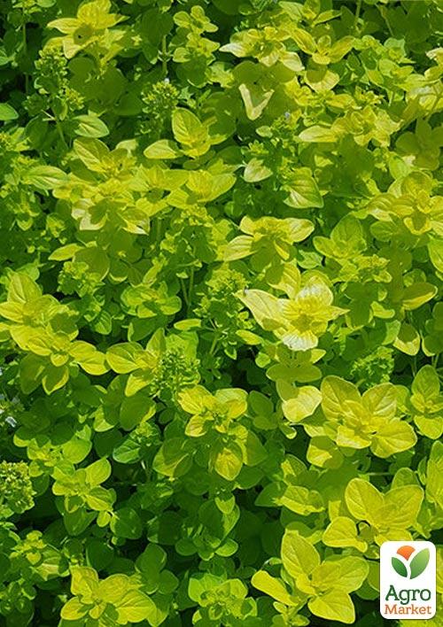 Орегано "Goldtaler"