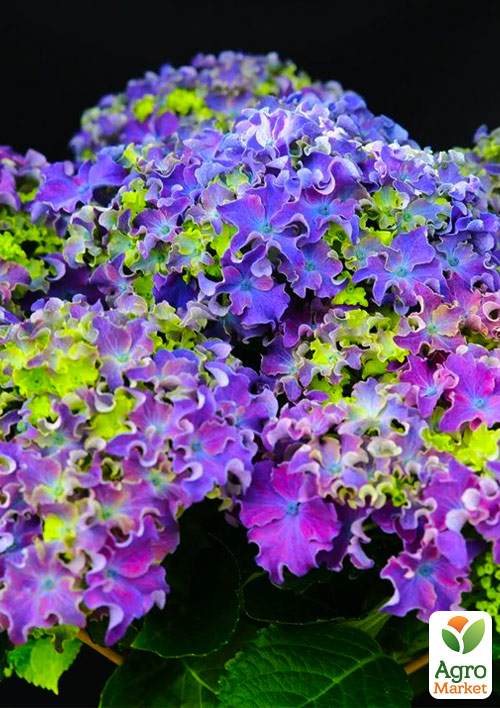Гортензия крупнолистная курчавая "Curly Sparkle Blue Purple"