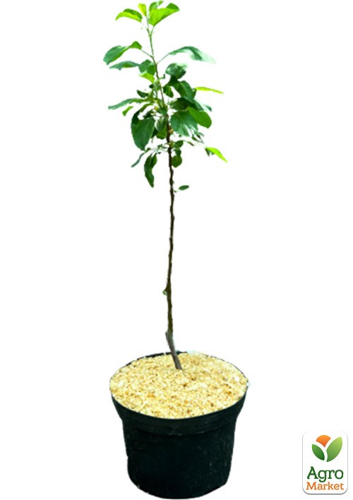 Яблоня колоновидная "Болеро" укорененная в контейнере (саженец 2 года) - фото 2