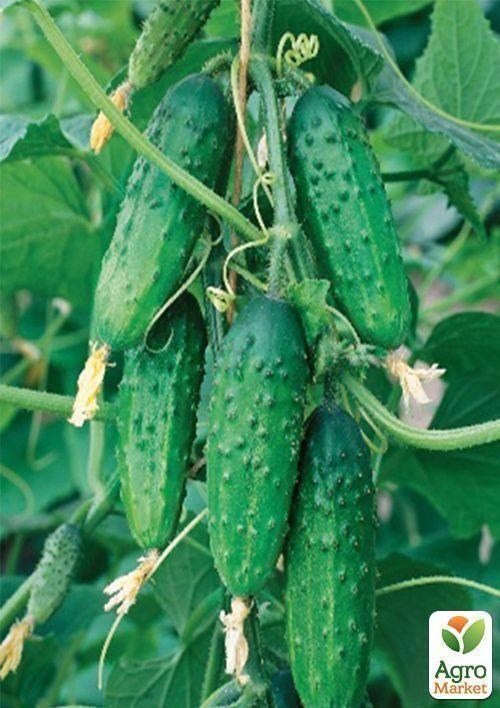 Огірок "Султан F1" (Зипер) ТМ "Весна" 1.5г - фото 2