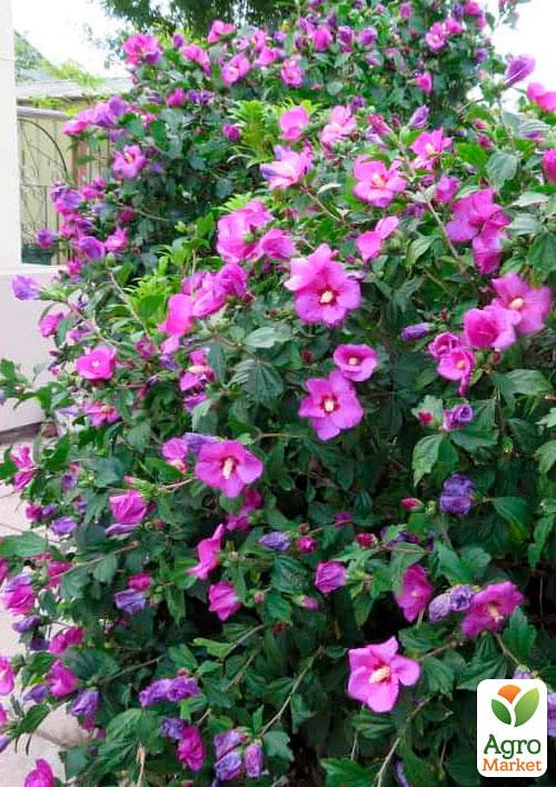 Эксклюзив! Гибискус фиолетовый "Марсель" (Marseilles) (премиальный сорт)