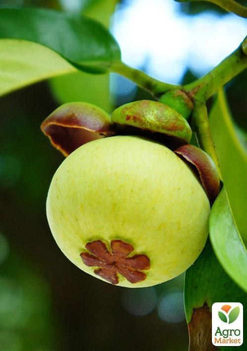 Мангостан "Трійнята" ТМ "Vesna Exclusive" 3шт