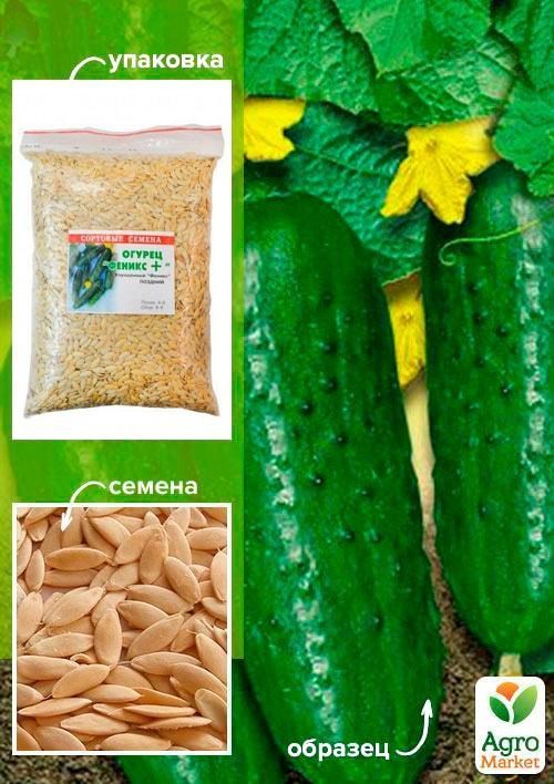 Огурец "Феникс+" ТМ "Весна" 500г