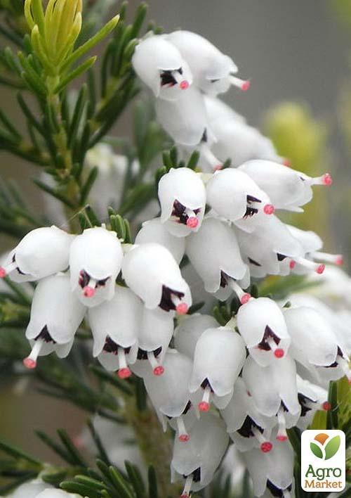 Вереск вечнозеленый "Verenka" - фото 5