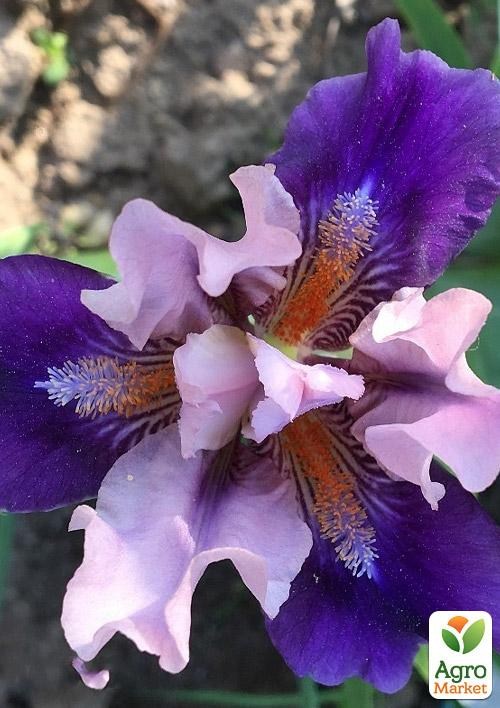 Ирис карликовый "Pause" 
