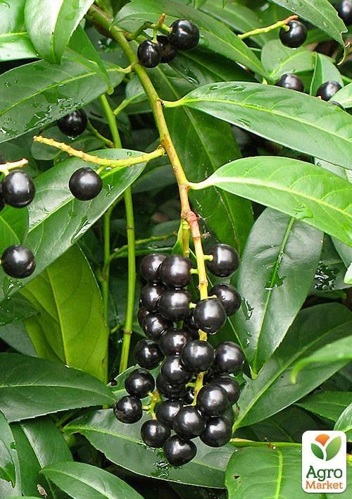 Лавровишня лекарственная 1 год