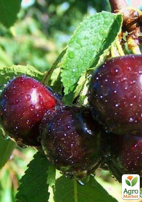 Вишня "Люцина" (летний сорт, среднеспелый срок созревания)