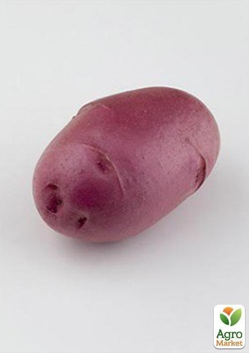 Картопля "Фламенко" насіннєва пізня (1 репродукція) 1 кг - фото 3