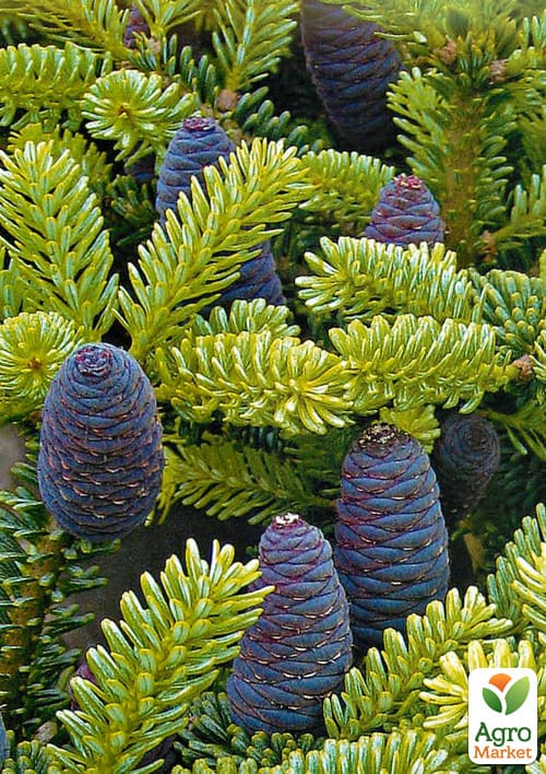 Ялиця Корейська (Abies koreana) горщик P9