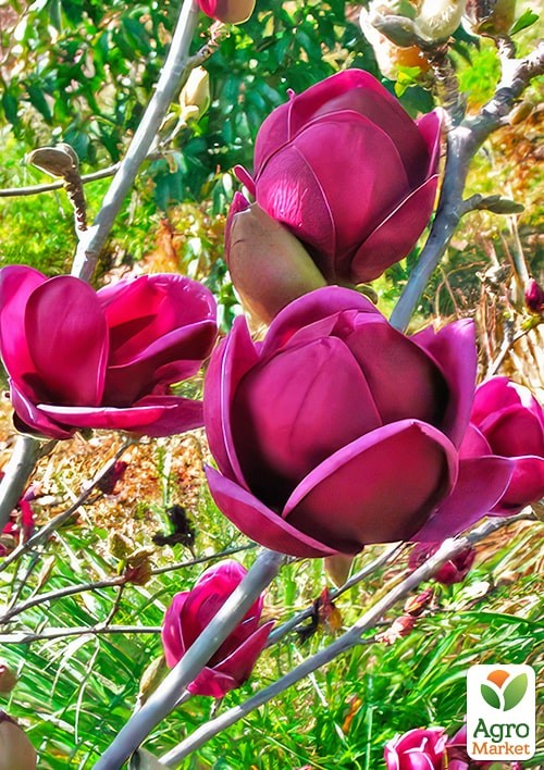 Магнолия на штамбе "Genie" (C7.5 высота 120-150см)