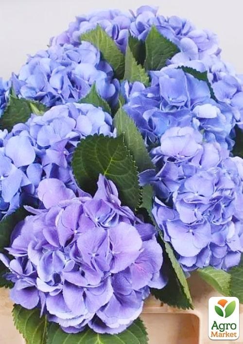Гортензия ремонтантная крупнолистная 3х летняя "Эльбталь" - фото 2