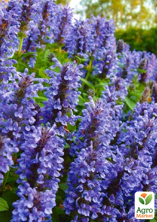 Котовник "Laguna Blue"(Nebula Fassen)