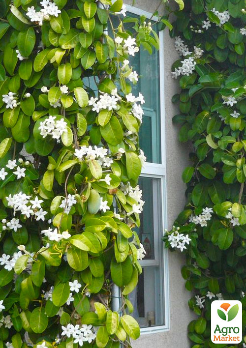 Стефанотіс "Stephanotis" - фото 5