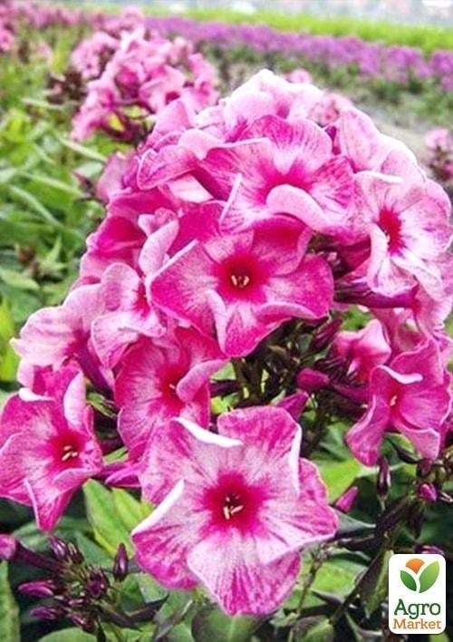 Флокс, микс из 3-х сортов "Вера" (Believe) 3шт в комплекте - фото 4