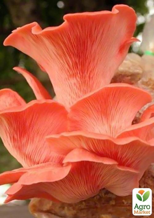 Сухой зерновой мицелий "Вешенка розовая" 100г