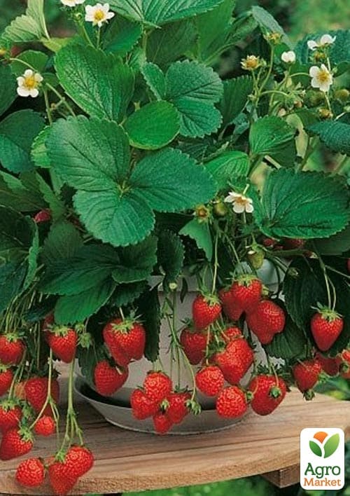 Земляника крупноплодная, безусая "Александрия" в подвесном вазоне - фото 5
