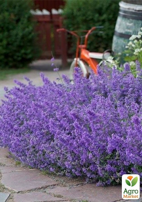 Котовник "Junior Walker"(Nepeta  faassenii) - фото 5