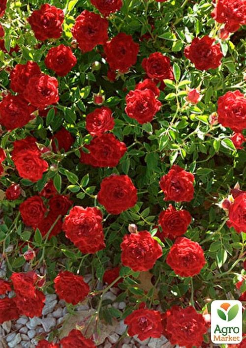 Роза в контейнере почвопокровная "Red Cascade" (саженец класса АА+) - фото 4