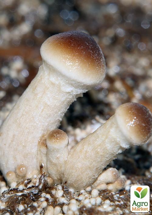 Міцелій на дубових брусочках "Глива королівська" 10шт