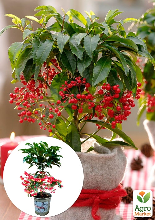 LMTD Ардис с ягодами 3-х летний "Crenata" (40-50см)