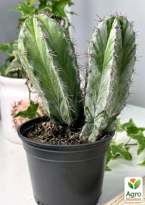 Кактус "Поласькія Чічіпе" (Polaskia chichipe) (Нідерланди)